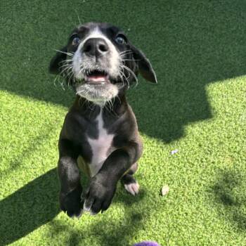Deegan 8269 -  Great Dane Dog for Adoption in Loxahatchee Groves, Florida - Deegan 8269 | PetCurious