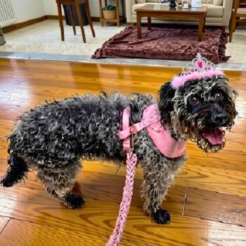 Oreo -  Poodle and Boston Terrier Dog for Adoption in Boca Raton, Florida - Oreo | PetCurious