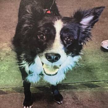 Border Collie Dogs Available for Adoption in Los Angeles, California - Simone A2274338 | PetCurious
