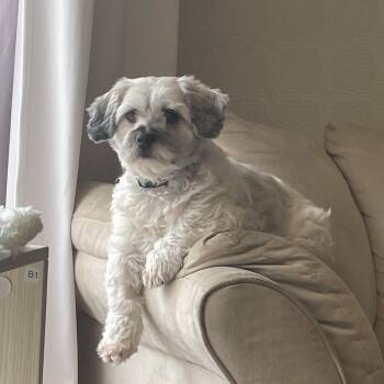 Pebbles -  Mixed Breed Dog for Adoption in Morden, Manitoba - Pebbles | PetCurious