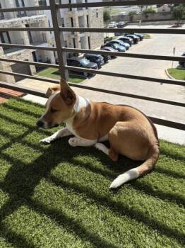 Lando -  Terrier and Pembroke Welsh Corgi Dog for Adoption in Liverpool, Texas - Lando | PetCurious