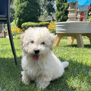 Kix -  Mixed Breed Dog for Adoption in Toms River, New Jersey - Kix | PetCurious