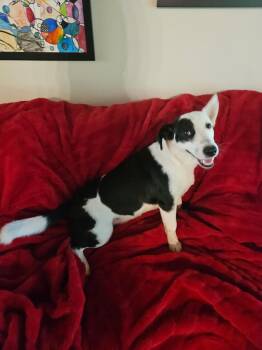 Ollie -  Basset Hound and Rat Terrier Dog for Adoption in Alexandria, Louisiana - Ollie | PetCurious