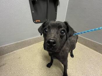 Pug and Mixed Breed Dogs Available for Adoption - GORDA | PetCurious