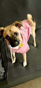 Rescue Pug Dogs for Adoption - Pattie | PetCurious
