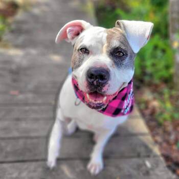 Shelby -  Mixed Breed Dog for Adoption in Port Charlotte, Florida - Shelby | PetCurious