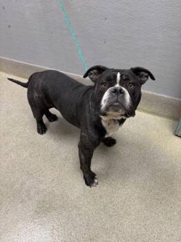 American Bulldog Dogs Available for Adoption - JAMAICA | PetCurious