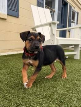 Mixed Breed Dogs Available for Adoption in Savannah, Georgia - Shinedown | PetCurious