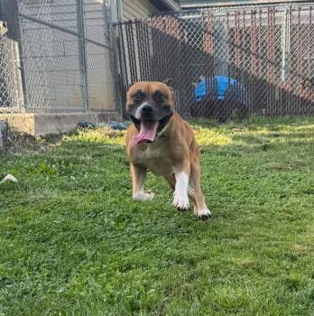 Duke -  Boxer and Mixed Breed Dog for Adoption in Marion, Ohio - Duke | PetCurious