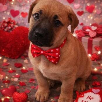 Labrador Retriever and Mixed Breed Dogs Available for Adoption - Monday | PetCurious