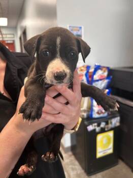 Pit Bull Terrier Dogs Available for Adoption in Gautier, Mississippi - Kendrick | PetCurious