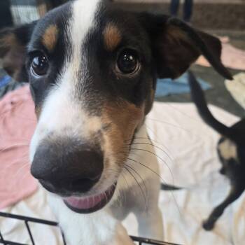 Whip-Poor-Will -  Mixed Breed Dog for Adoption in Walker, Michigan - Whip-Poor-Will | PetCurious