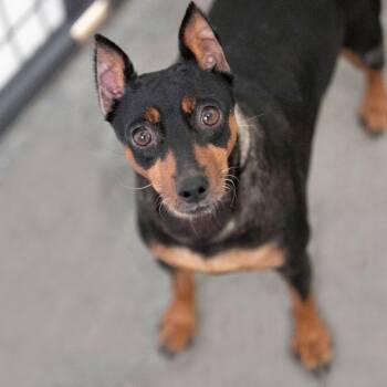 Annie (AG26-203) -  Miniature Pinscher Dog for Adoption in Peyton, Colorado - Annie (AG26-203) | PetCurious