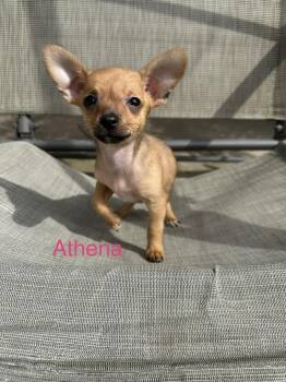 Athena -  Chihuahua Dog for Adoption in Russiaville, Indiana - Athena | PetCurious
