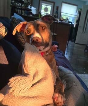 Minks -  Pit Bull Terrier Dog for Adoption in Springfield, Illinois - Minks | PetCurious