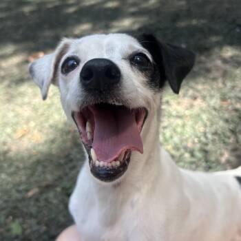 Mizzie -  Chihuahua and Mixed Breed Dog for Adoption in Decatur, Georgia - Mizzie | PetCurious