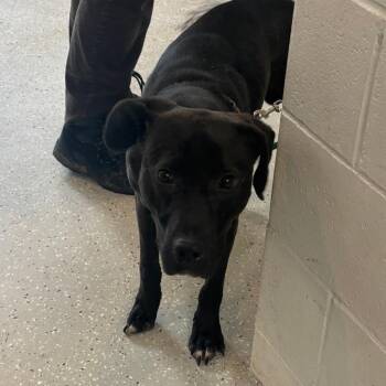 Black Labrador Retriever and Mixed Breed Dogs Available for Adoption - Dozer | PetCurious