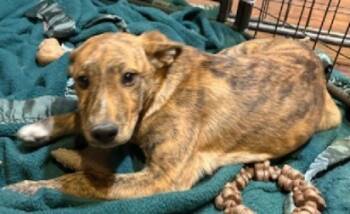 Rescue Shepherd Dogs for Adoption in Broomfield, Colorado - WENDY | PetCurious