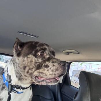 Rescue Pit Bull Terrier Dogs for Adoption in Roswell, Georgia - Bluey | PetCurious