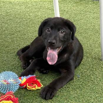 Posie -  Black Labrador Retriever Dog for Adoption in Houston, Texas - Posie | PetCurious