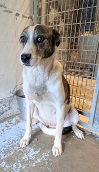 Snickers #172 -  Australian Cattle Dog Blue Heeler Dog for Adoption in New Lexington, Ohio - Snickers #172 | PetCurious