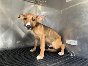 BANSHI -  Mixed Breed Dog for Adoption in Dallas, Texas - BANSHI | PetCurious
