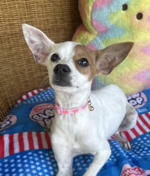 Fox Terrier and Rat Terrier Dogs Available for Adoption in Liverpool, Texas - Elle | PetCurious