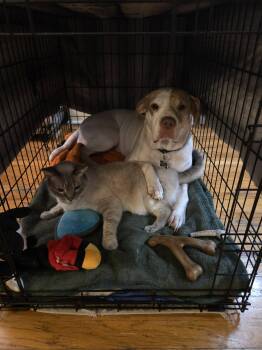 Sola -  Pointer and Terrier Dog for Adoption in Livonia, Michigan - Sola | PetCurious