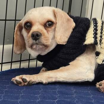 Cavapoo Dogs Available for Adoption - Esme | PetCurious