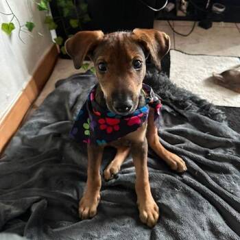 Zuko- Available Soon! -  Mixed Breed Dog for Adoption in Conway, New Hampshire - Zuko- Available Soon! | PetCurious