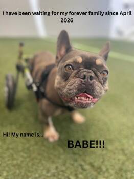 French Bulldog Dogs Available for Adoption in Gardena, California - Babe *special Needs* | PetCurious