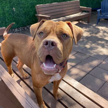 Rescue Terrier Dogs for Adoption in Dallas, Texas - Meatball | PetCurious