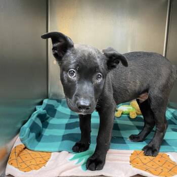 Mixed Breed Dogs Available for Adoption in Jacksboro, Tennessee - Miner | PetCurious