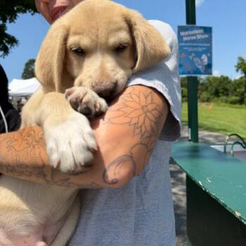 NY Axel (foster in Crompond NY) -  Yellow Labrador Retriever and Golden Retriever Dog for Adoption in Stormville, New York - NY Axel (foster In Crompond NY) | PetCurious