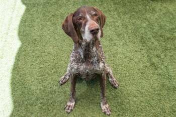 HUNTER -  German Shorthaired Pointer Dog for Adoption in Santa Monica, California - HUNTER | PetCurious