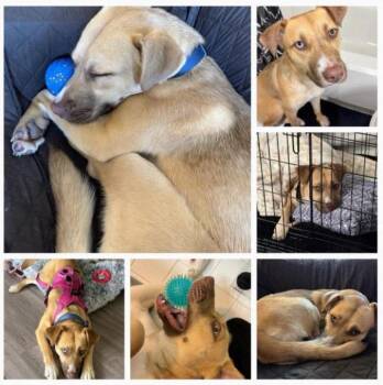 Husky and Labrador Retriever Dogs Available for Adoption in Baltimore, Maryland - Luna C | PetCurious