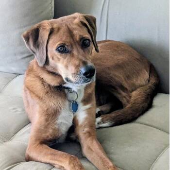 Millie -  Labrador Retriever and Hound Dog for Adoption - Millie | PetCurious