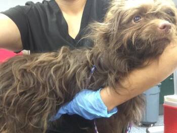 Terrier Dogs Available for Adoption in Thousand Palms, California - A1915926 | PetCurious