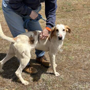Hound Dogs Available for Adoption in Charles City, Virginia - Sprite | PetCurious