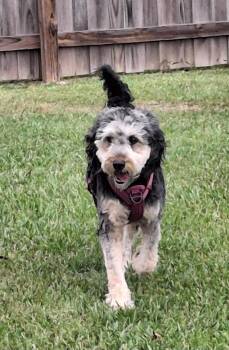 Maggie -  Poodle and Golden Retriever Dog for Adoption in Gonzales, Louisiana - Maggie | PetCurious
