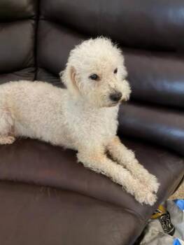 Poodle Dogs Available for Adoption in Cranston, Rhode Island - Princess Bella In TX | PetCurious