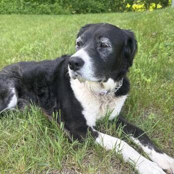 Lucy -  Border Collie and Mixed Breed Dog for Adoption in Saratoga Springs, New York - Lucy | PetCurious