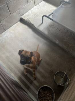 Bruno -  Miniature Pinscher and French Bulldog Dog for Adoption in Ontario, California - Bruno | PetCurious