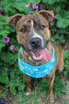 Rescue Pit Bull Terrier and German Shepherd Dog Dogs for Adoption in Honeoye, New York - Joey | PetCurious