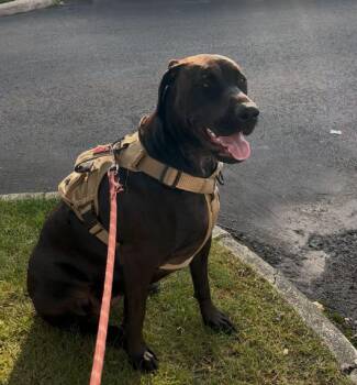 Retriever and Great Dane Dogs Available for Adoption - Purdy | PetCurious