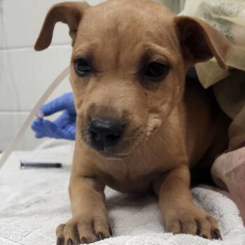 Mixed Breed Dogs Available for Adoption - Milan | PetCurious