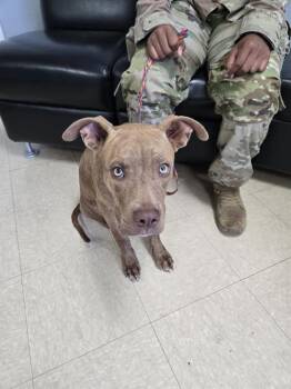 Rescue Pit Bull Terrier Dogs for Adoption in Killeen, Texas - CEDAR | PetCurious