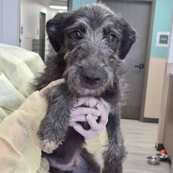 Saxophone -  Labrador Retriever and Terrier Dog for Adoption in Cleveland, Mississippi - Saxophone | PetCurious