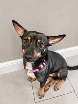 Lanier -  Terrier and Chihuahua Dog for Adoption in Saugus, Massachusetts - Lanier | PetCurious
