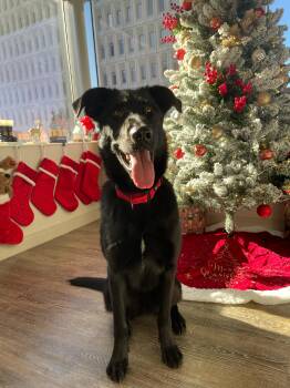 Rescue German Shepherd Dog and Labrador Retriever Dogs for Adoption in Kansas City, Missouri - Cylas | PetCurious